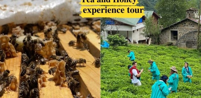 TEA and HONEY journey-experience-tour